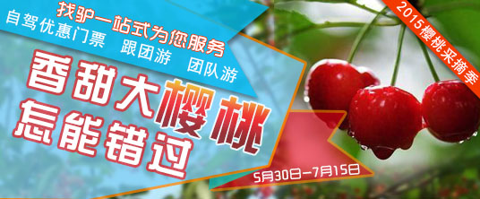 大连樱桃采摘专题