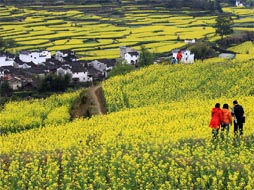 婺源油菜花美景1