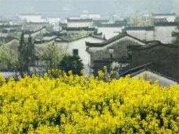 婺源油菜花美景