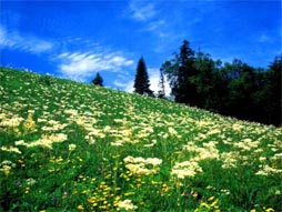 长白山花海