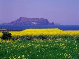 济州岛观光5日游(精华景点、特色美食)