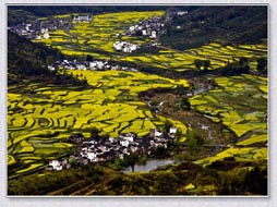 满山遍野开满金黄油菜花