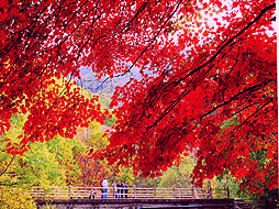 关门山红叶