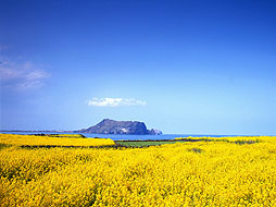 济州岛油菜花盛开