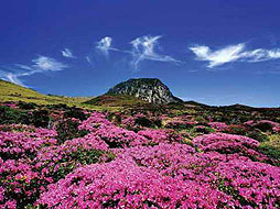济州岛杜鹃花盛开