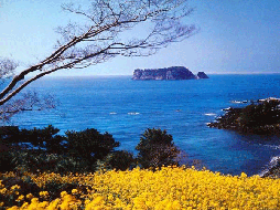 济州岛油菜花盛开