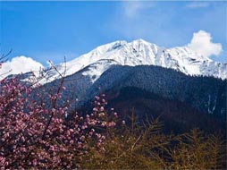 林芝春季美景