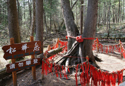 长白山松桦恋