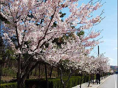旅顺樱花大道