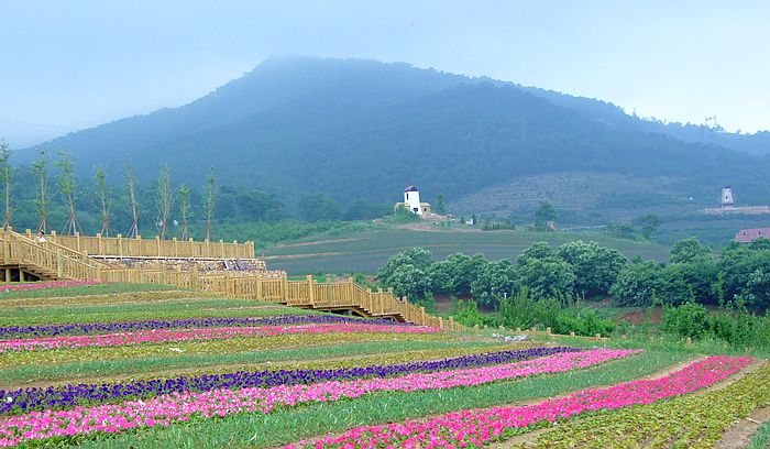 大连薰衣草花海