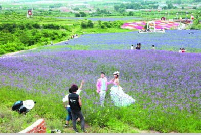 金州紫云花汐薰衣草园