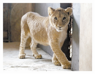 大连动物园新增幼年狮子