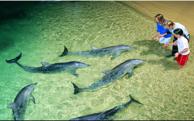 海豚岛与海豚亲密接触，喂食海豚