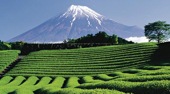 静冈县茶园与富士山