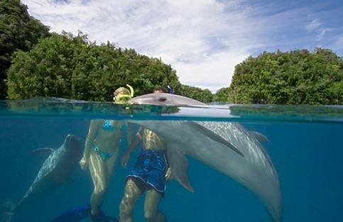 海豚有约Dolphin
