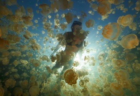 无毒水母湖Jellyfish Lake