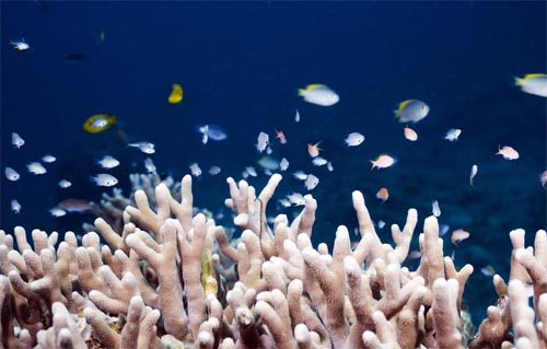 珊瑚区Coral Zone