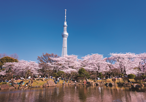 东京 隅田公园
