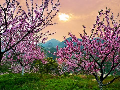 杭州萧山赏桃花