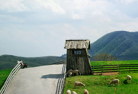 江原道大关岭牧场