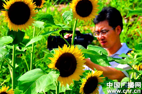 婺源千亩梯田花朵竞绽