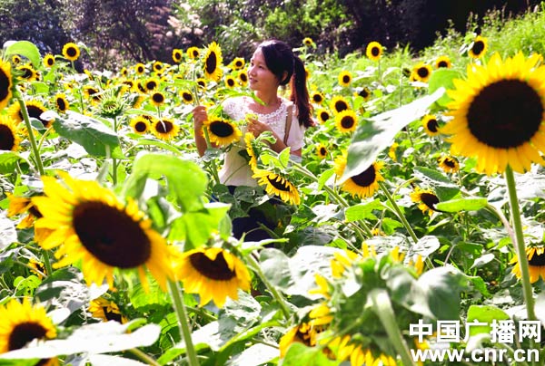婺源千亩梯田花朵竞绽