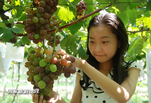 江西婺源：葡萄熟了为夏日旅游添景
