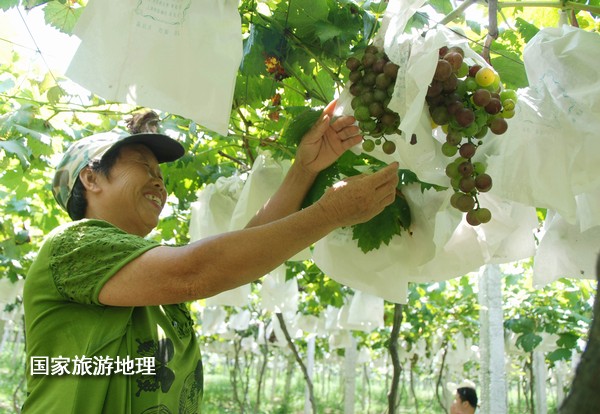 江西婺源：葡萄熟了为夏日旅游添景