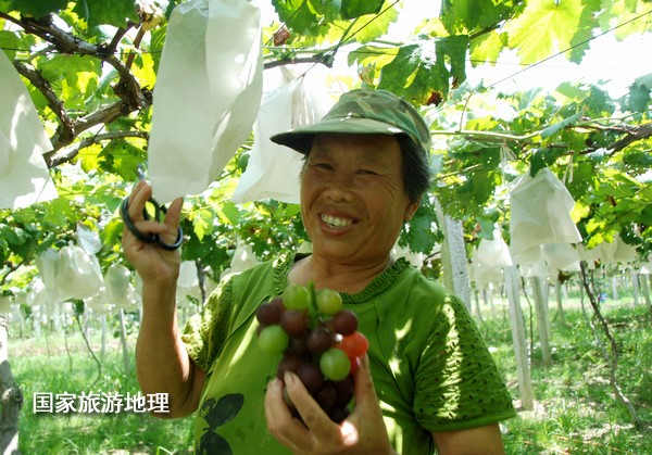 江西婺源：葡萄熟了为夏日旅游添景